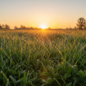 Audio-activaties – Landen in jezelf (volledige set van vier bovenstaande activaties)