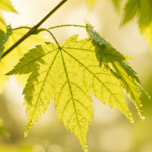 Audio-activatie – Landen in jezelf